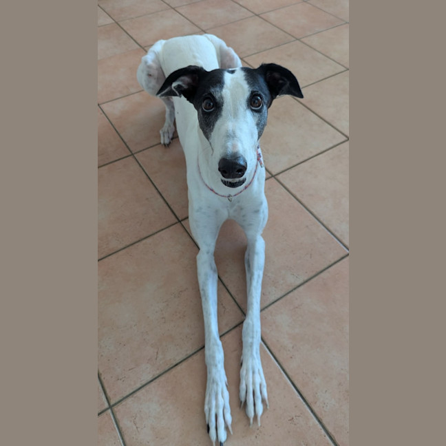 Photo of Dot, The Greyhound