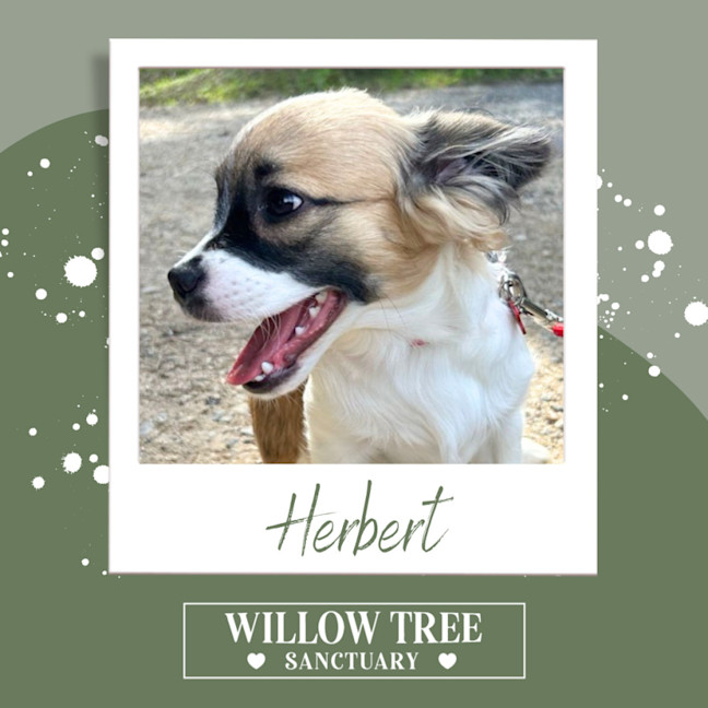 Photo of Herbert