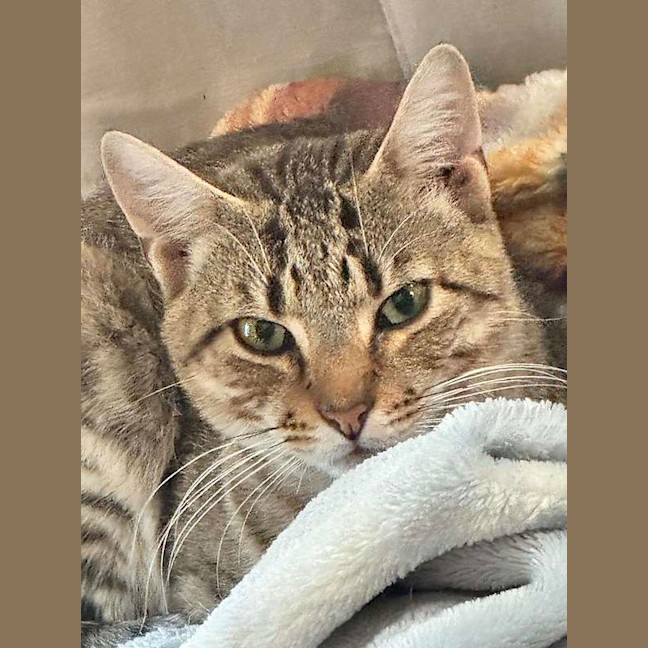 Photo of Chui