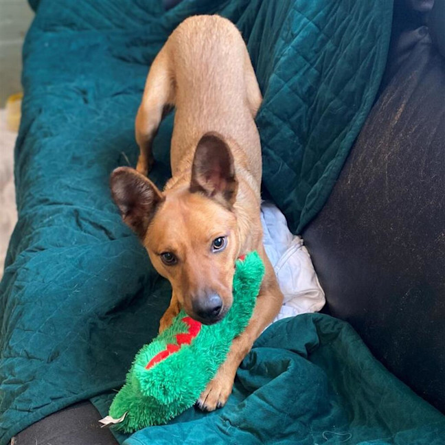 Photo of Dingo