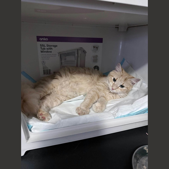 Photo of Kaiya *9 Lives Project Rescue*