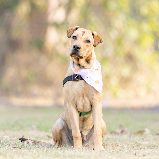 Photo of Pancake