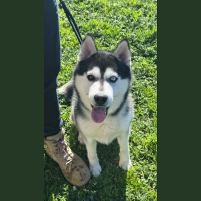 Photo of Bolt