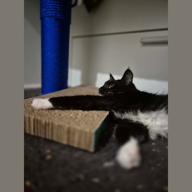 Photo of Oreo