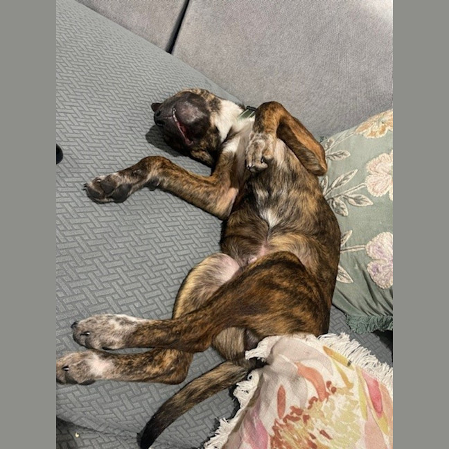 Photo of Kahu