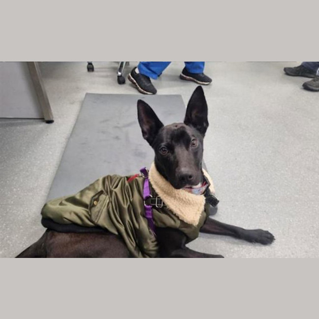Photo of Anubis