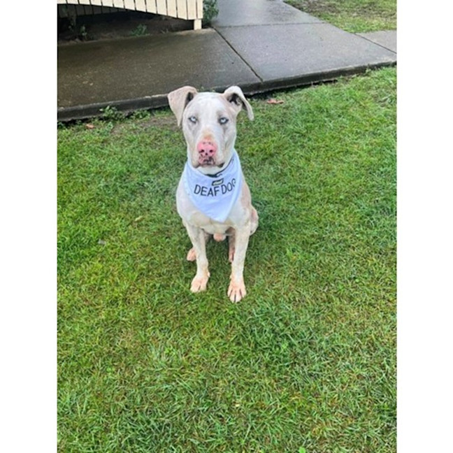 Photo of Napoleon *$250 Adoption Fee*