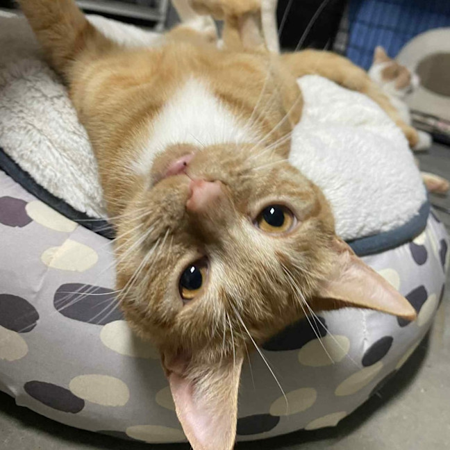 Photo of Cleo 🍁👑