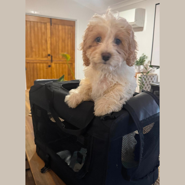 Photo of Alfie