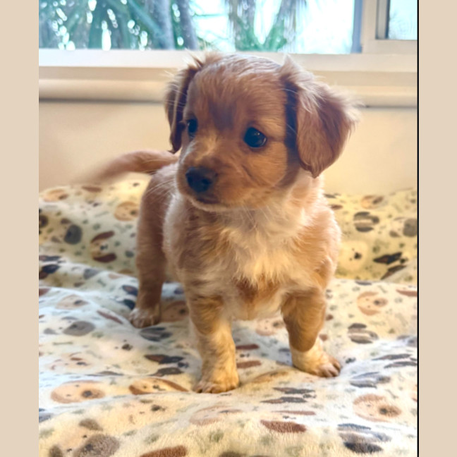 Photo of Ruby