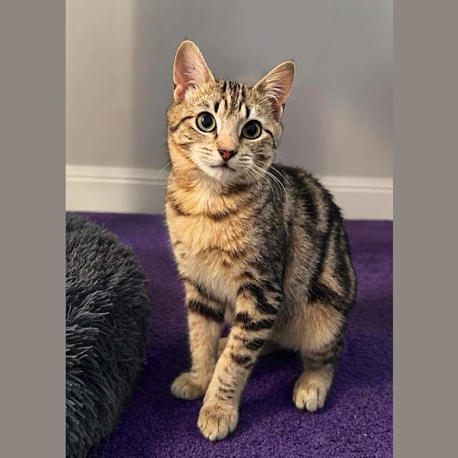 Photo of Puddles