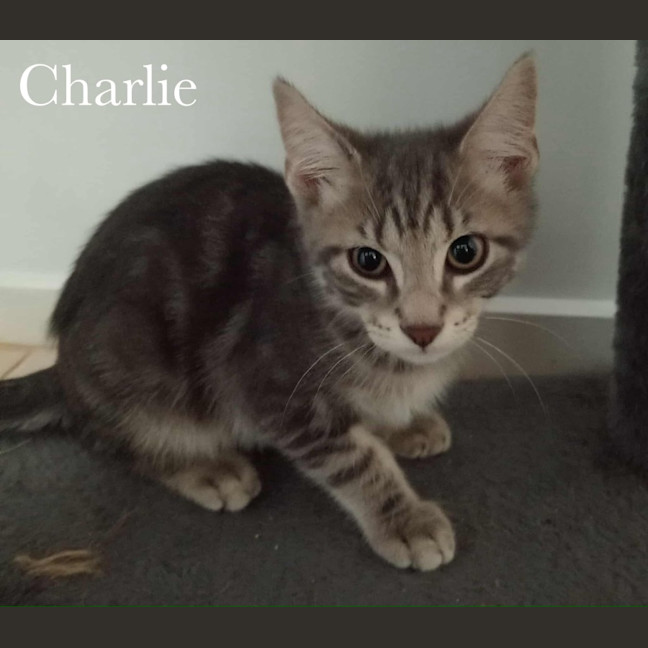 Photo of Charlie 
