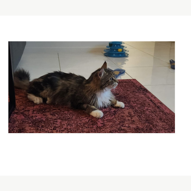 Photo of Coco