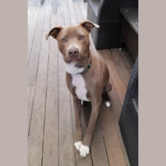 Photo of Bodhi 🐾🐾🐶🐶