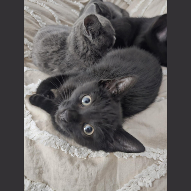 Photo of Tamworth Meet Me@Petstock Keysborough Store 