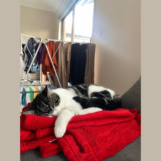 Photo of Poppy (Was Betty)