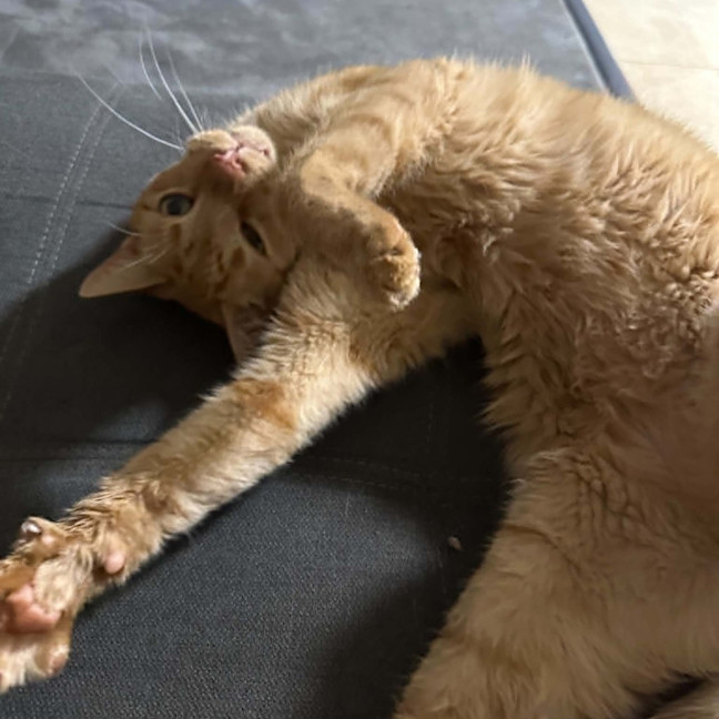 Photo of Cheeto