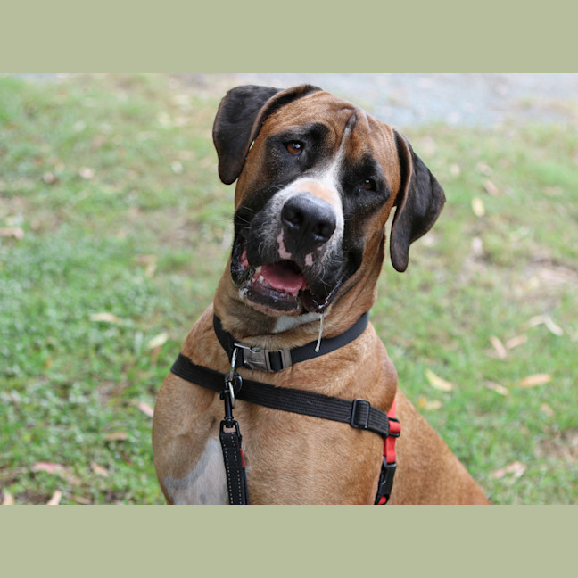Photo of Humphrey 