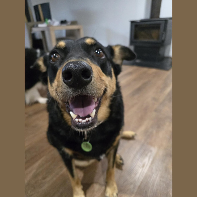 Photo of Indi 