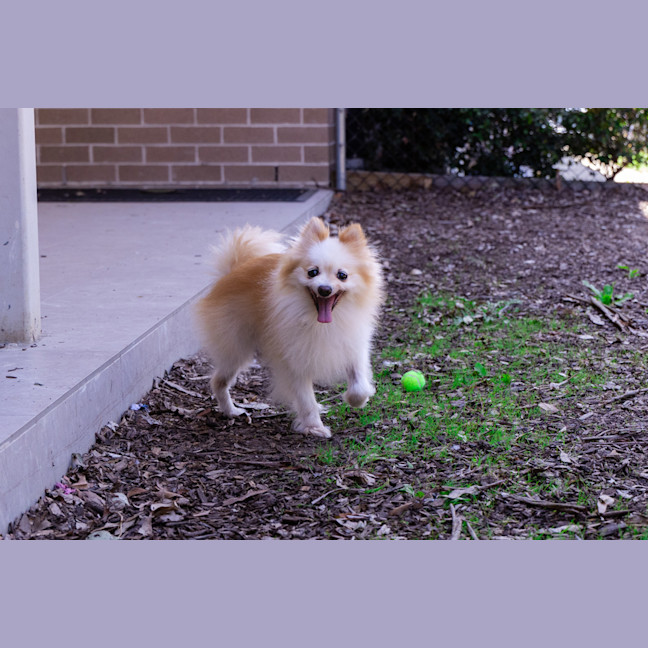 Photo of Bellatrix