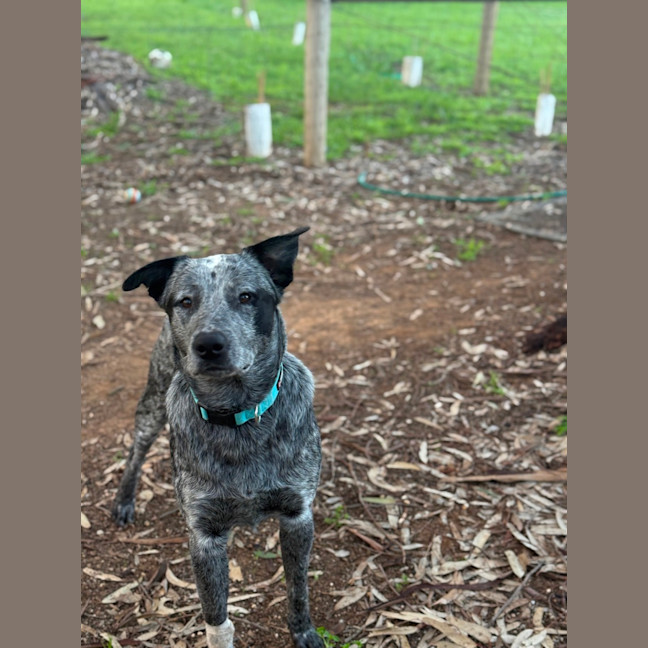 Photo of Bandit