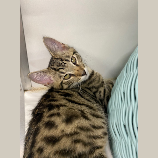 Photo of Luthor