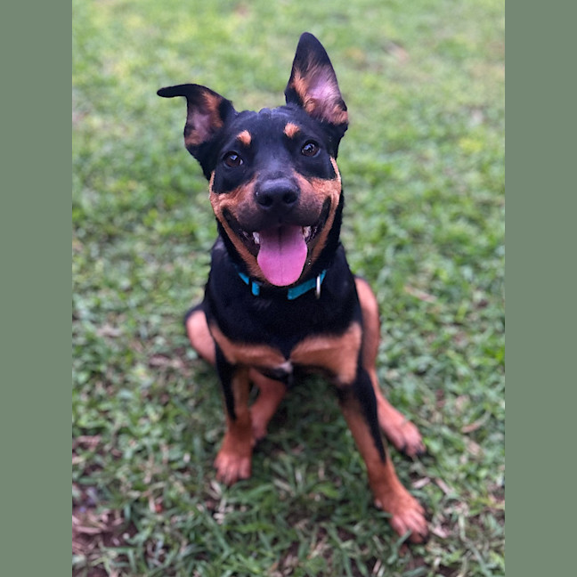 Photo of Moose (Ex Floyd)