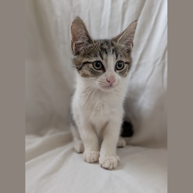 Photo of Chip