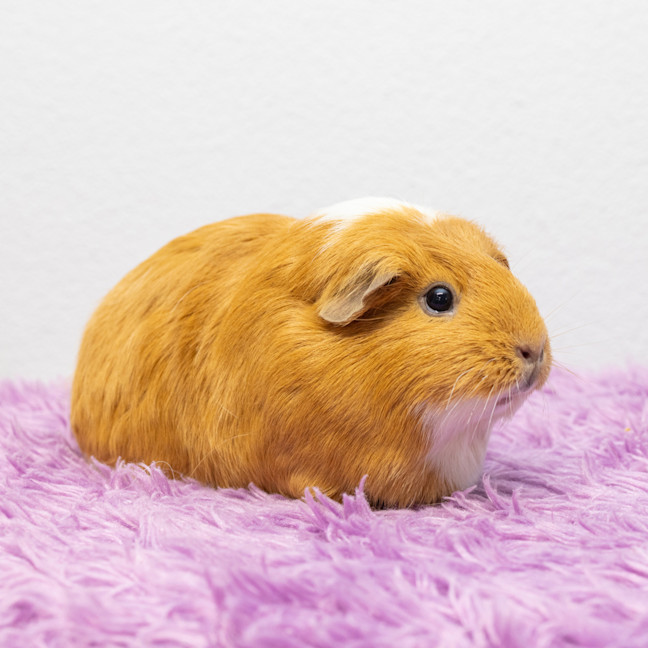 Photo of Ginger