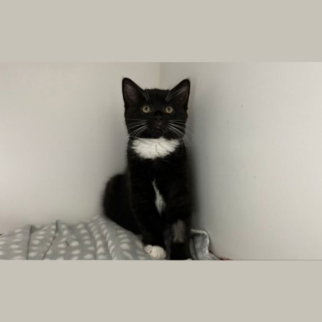 Photo of Archie