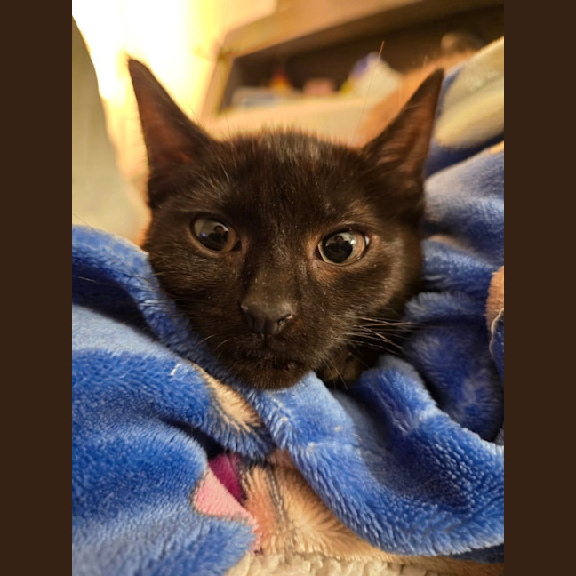 Photo of The Void!! 🐈‍⬛