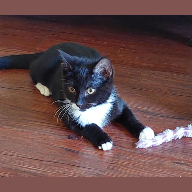 Photo of  Iris & Blossom