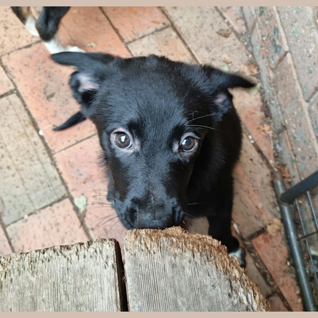 Photo of Blossom