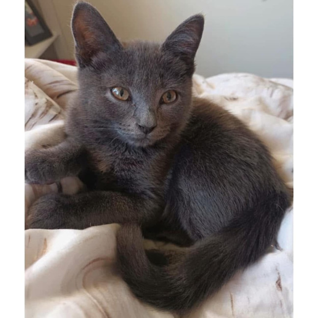 Photo of 11581   Freddie Mercury