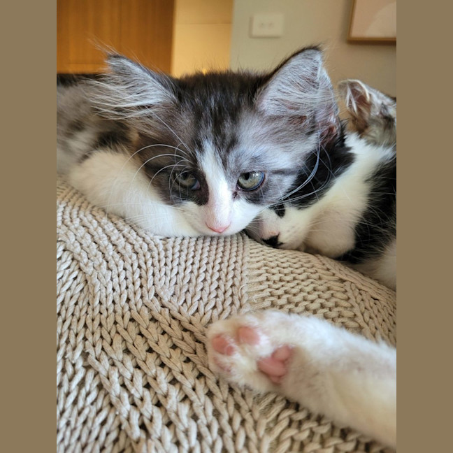 Photo of Cherry   Available From 20/1