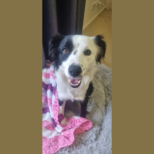 Photo of Clover