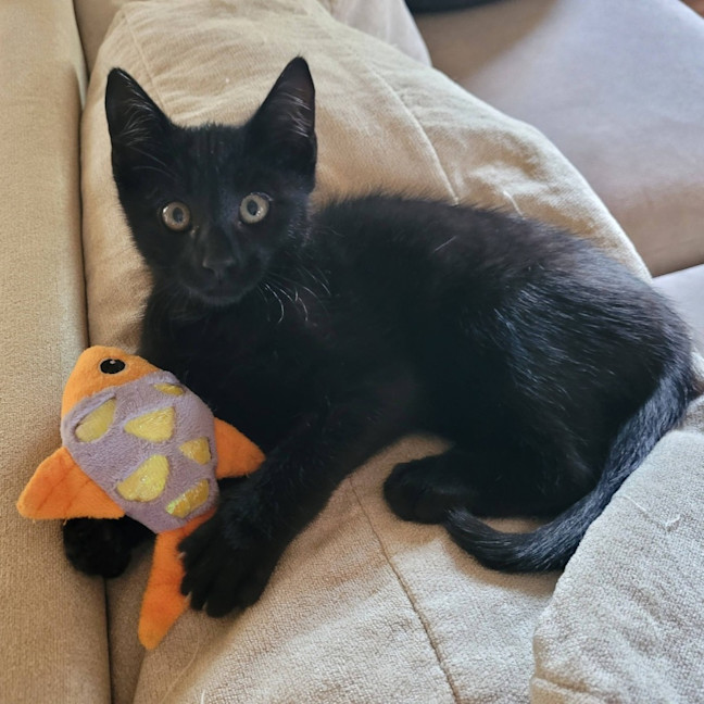Photo of Nito (Gravelord Nito)