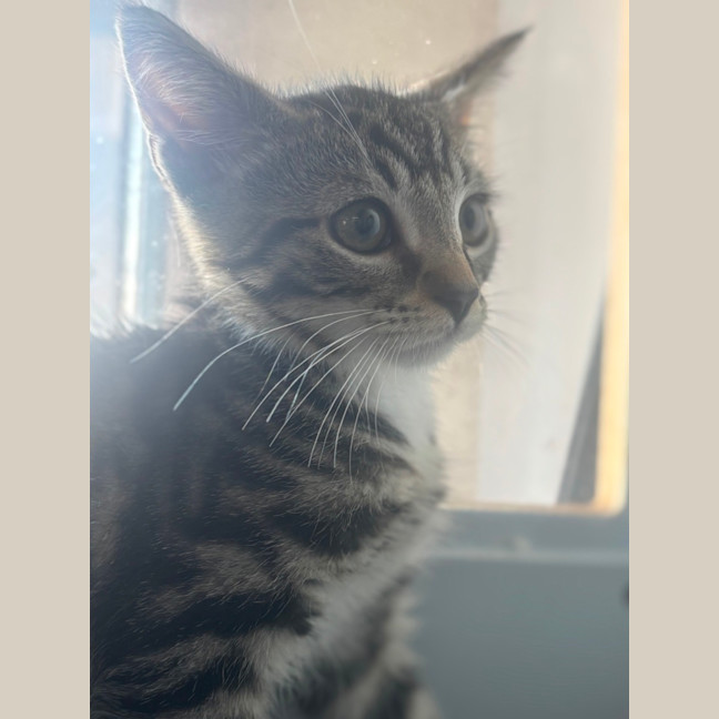 Photo of Cassius 