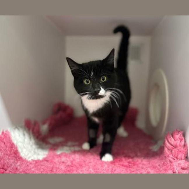 Photo of Comet