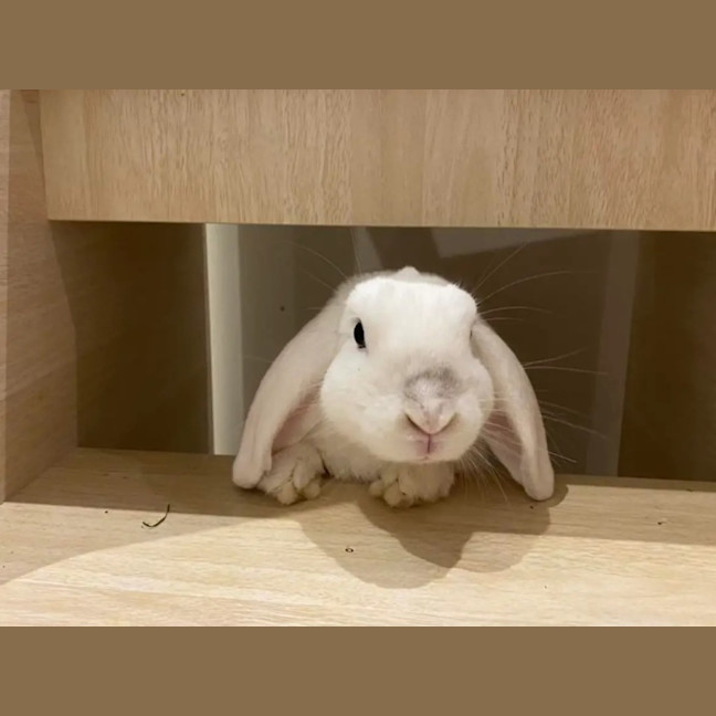 Photo of Kottbulle (W Pollywaffle)