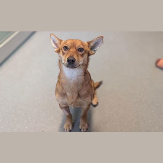 Photo of Foxy