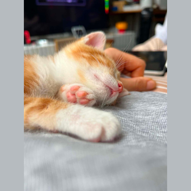 Photo of Gigi
