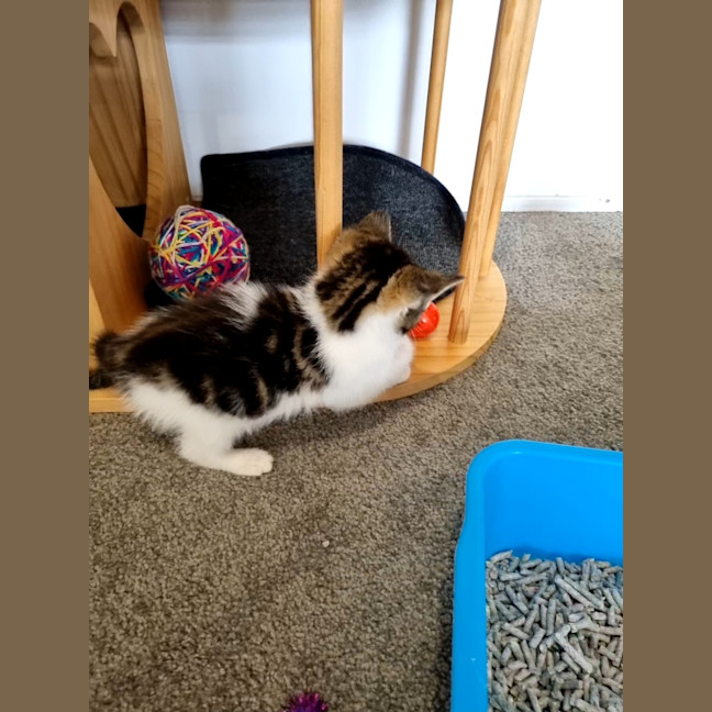 Photo of Pebbles