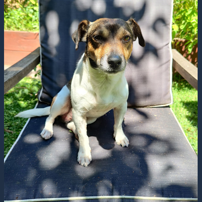 Photo of Monte 🐶 3.5yo Jack Russell (On Trial 2/3/25)