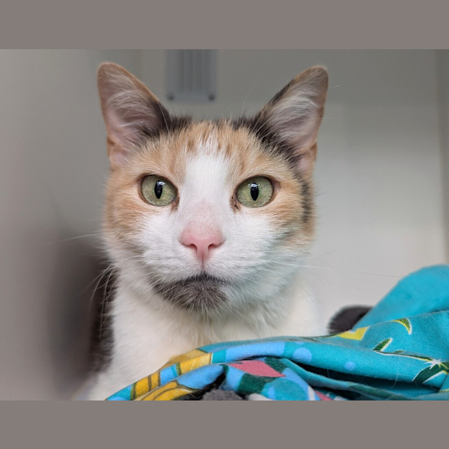 Photo of Callie