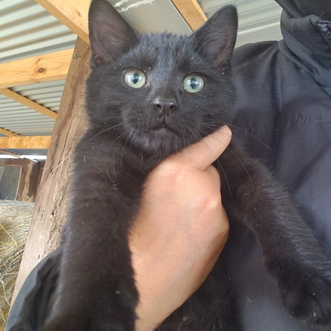 Photo of Milo