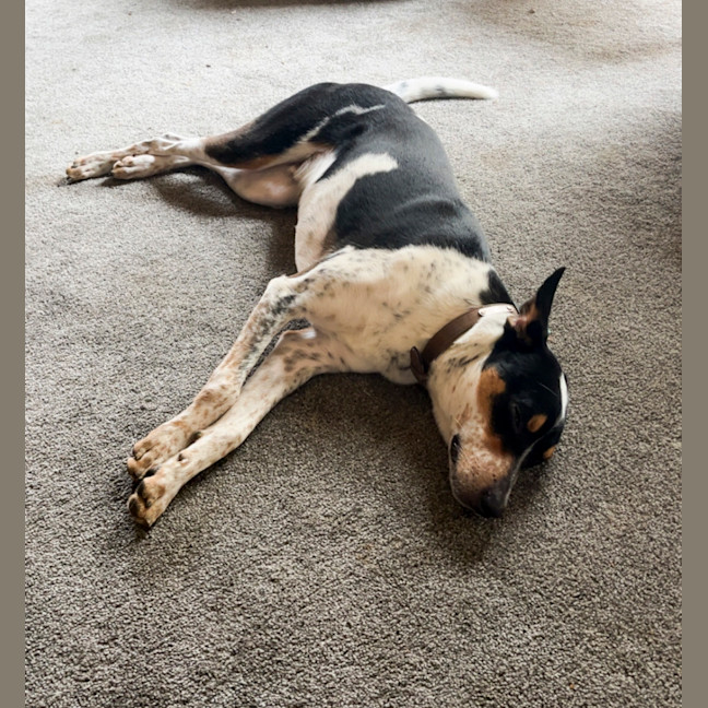 Photo of Archie