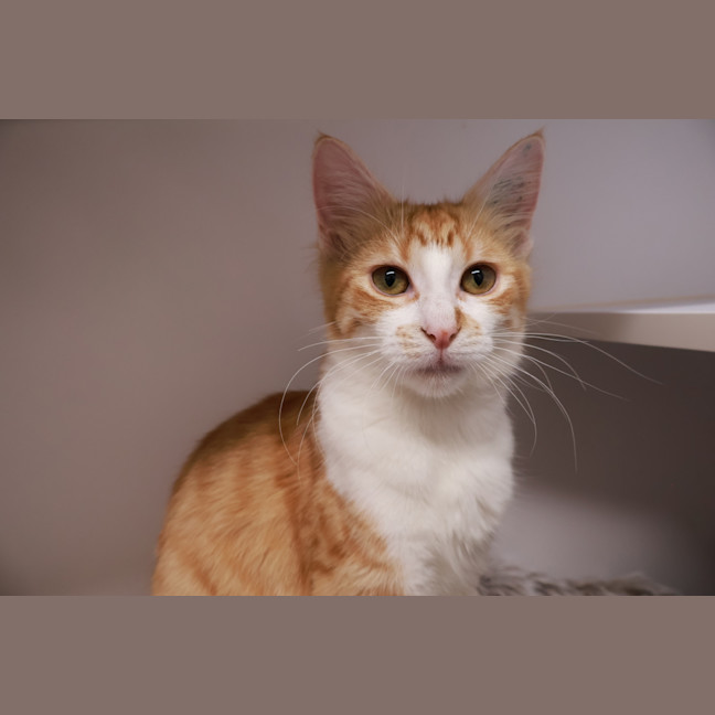 Photo of Peach