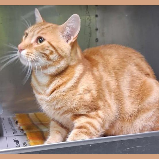 Photo of Antonio Bulleau