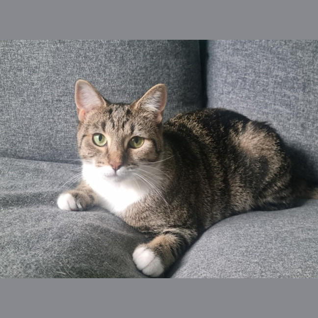 Photo of Zemi 